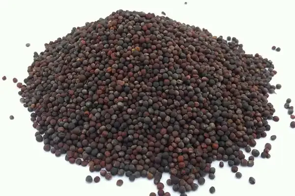 Hot selling canola seed product of Kazakhstan bulk selling rapeseed