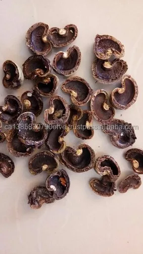 Cashew Nut Shell.jpeg