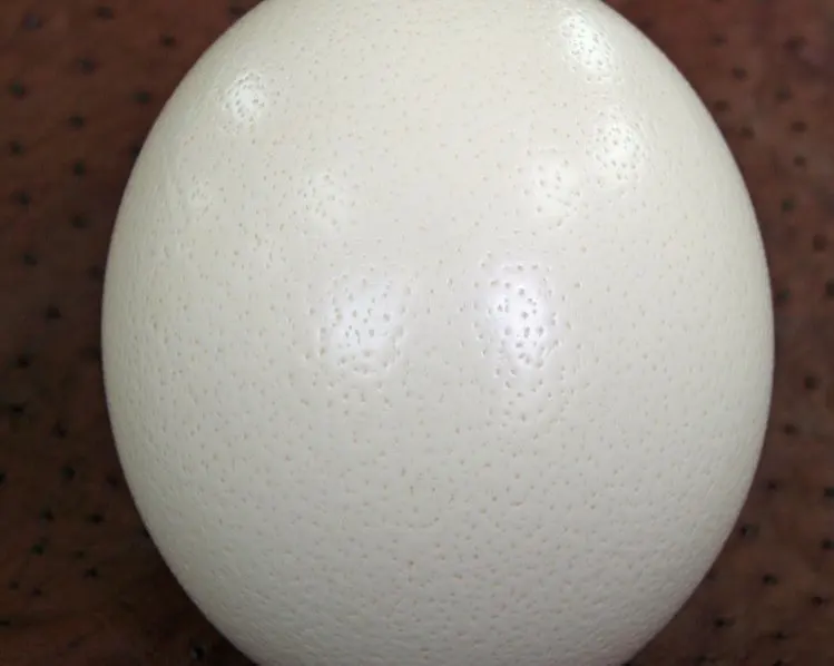 Ostrich Fertilized Eggs For Sale
