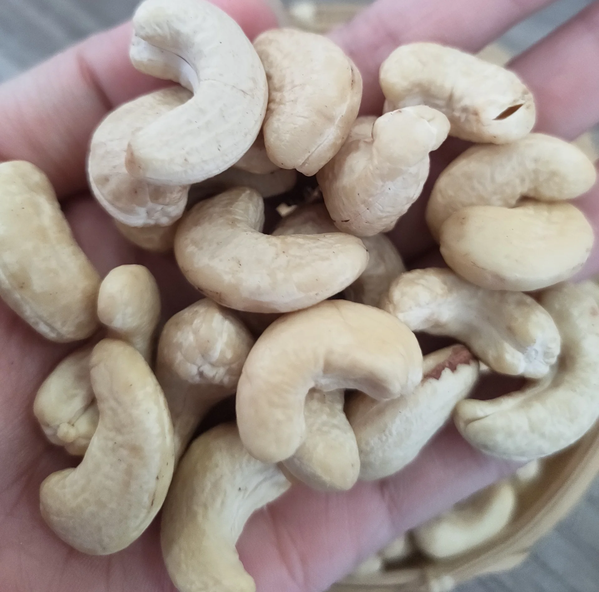 KAJU- High Quality Vietnam Raw Cashew Nuts WW240/WW320 - ANNA DO WA: +84982153058