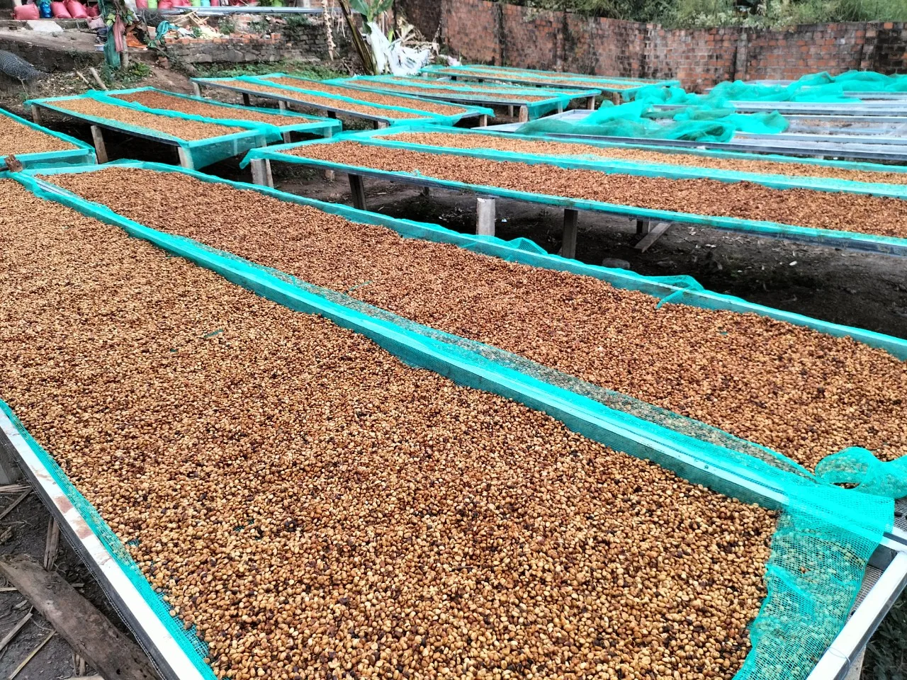 Оптовая продажа немытые кофейные зерна ROBUSTA G1 S16 класса премиум с влажной полировкой от ENeoHome