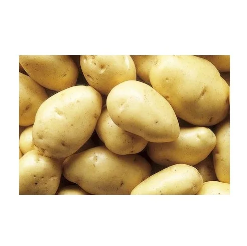 Organic New Crop Fresh Irish Potatoes Sweet Tasting Organic Irish Potatoes