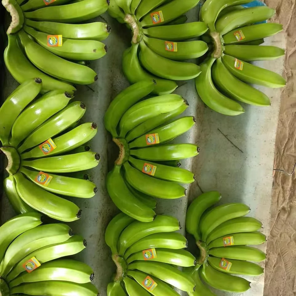 Top Selling  Fresh Fruits  Fresh Green Cavendish Banana Food Beverage Nutritious Manufacturer Made in Vietnam