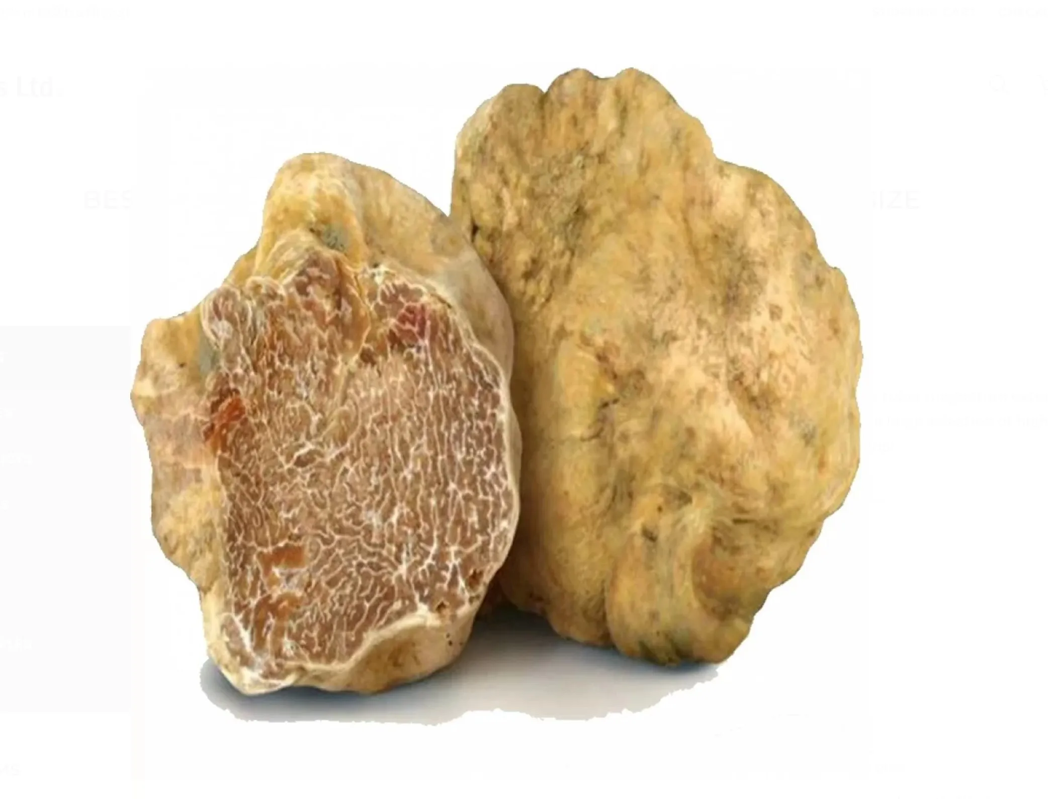 FRESH WHITE TRUFFLES TUBER MAGNATUM HUGE SIZE - EXTRA GRADE
