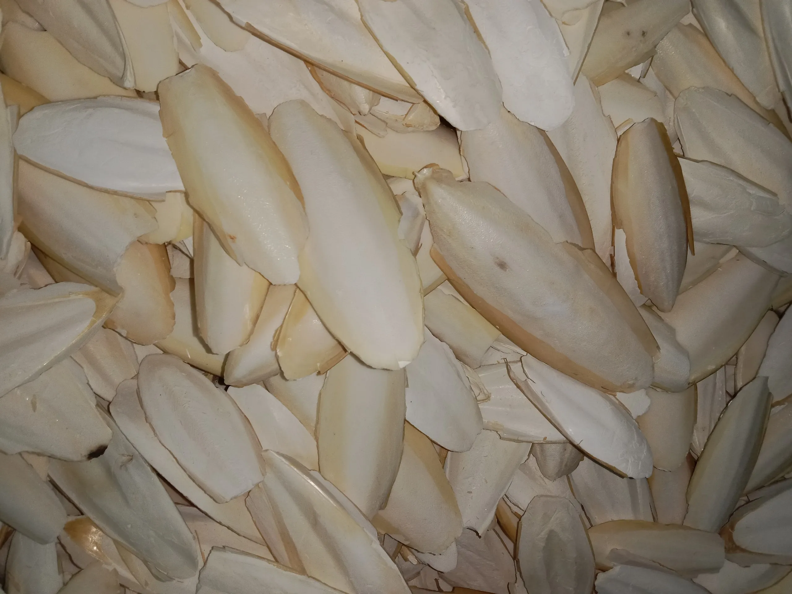 Unbleached Dried Cuttlefish Bone Mineral For Birds And Reptiles Bird Food Clean Trimmed Cuttlebone Vietnam Ossa Sepia