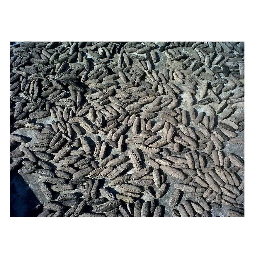 Wholesale Supplier of Dried Sea Cucumber Seafood Bulk Quantity Ready For Export
