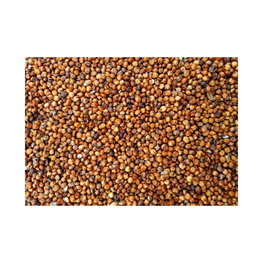 High Quality Red Sorghum Grain for sale
