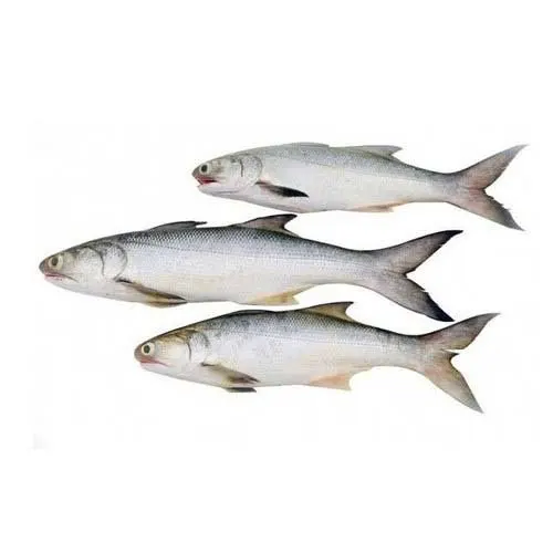 Новое поступление, филе для морепродуктов высшего качества, пакет для замороженного предложения, красный Оригинальный оригинальный контейнер для хранения, упаковка для упаковки, цвет, особенность, вес, вес