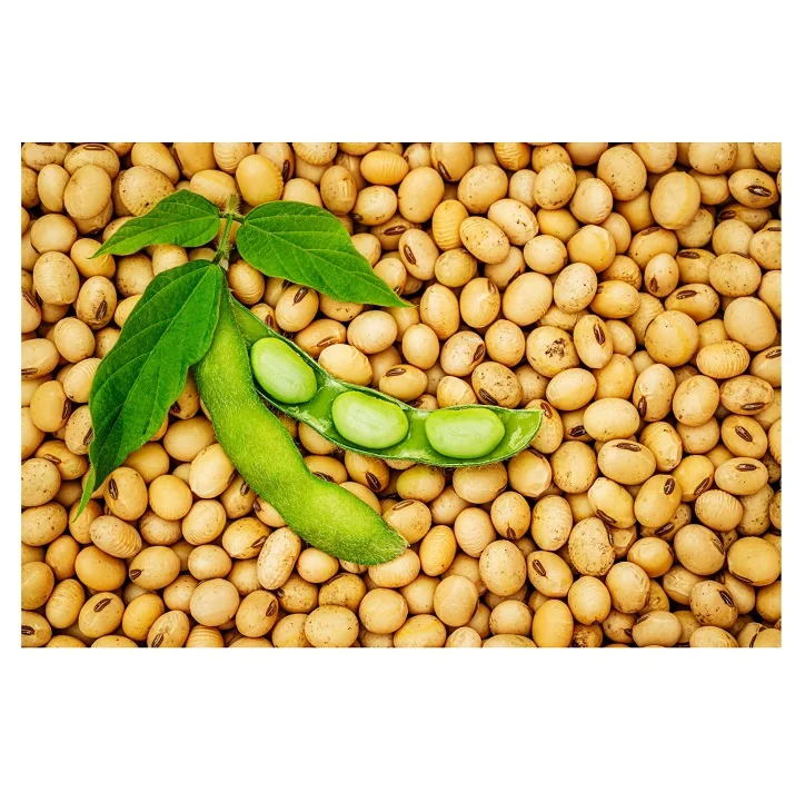 Non Gmo Soybeans / Soya Beans, Soy bean Seeds and Soya bean Seeds