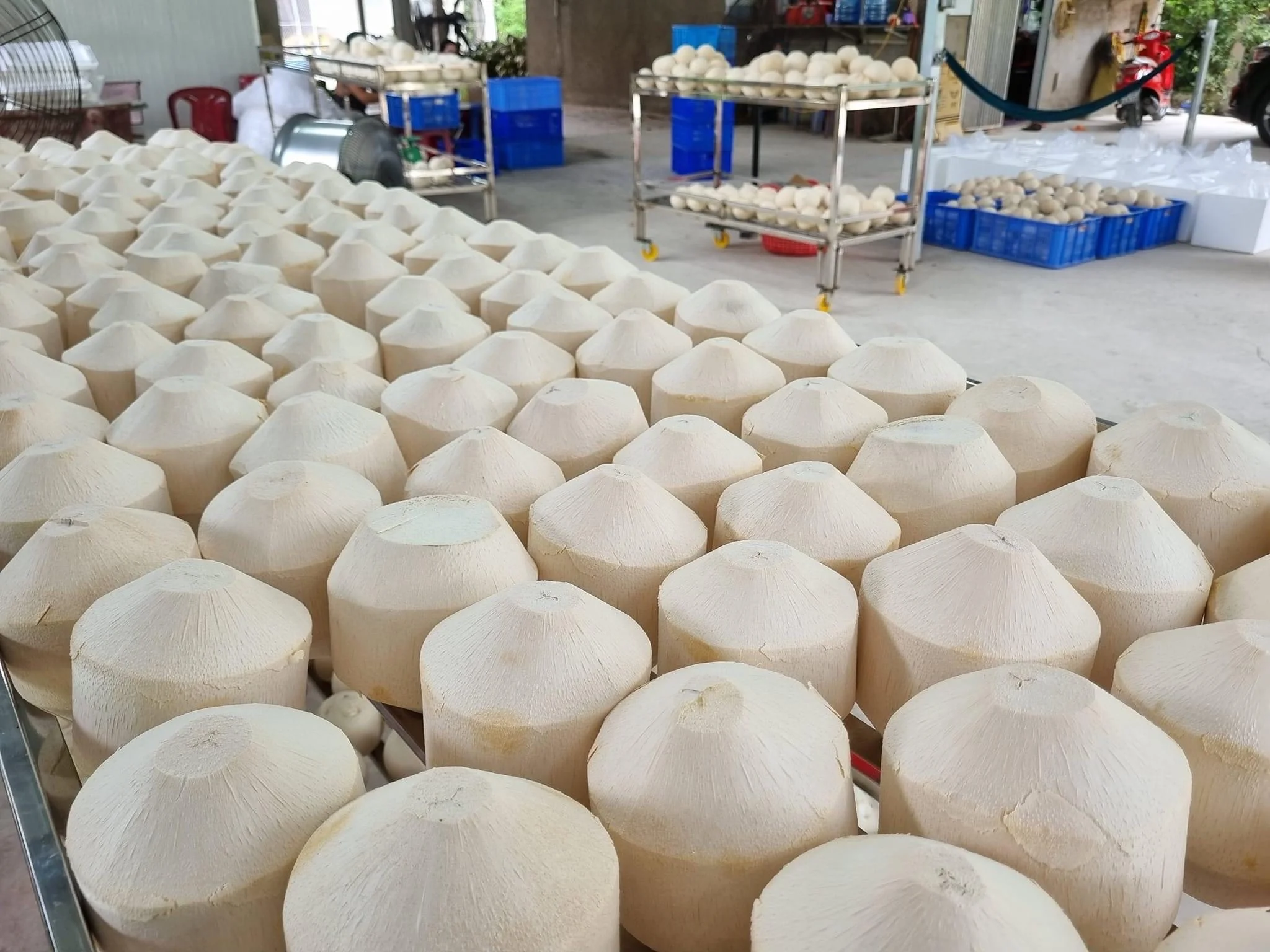 Fresh Young Coconut Water From Vietnam | V.A.F Vietnam Agriculture Food