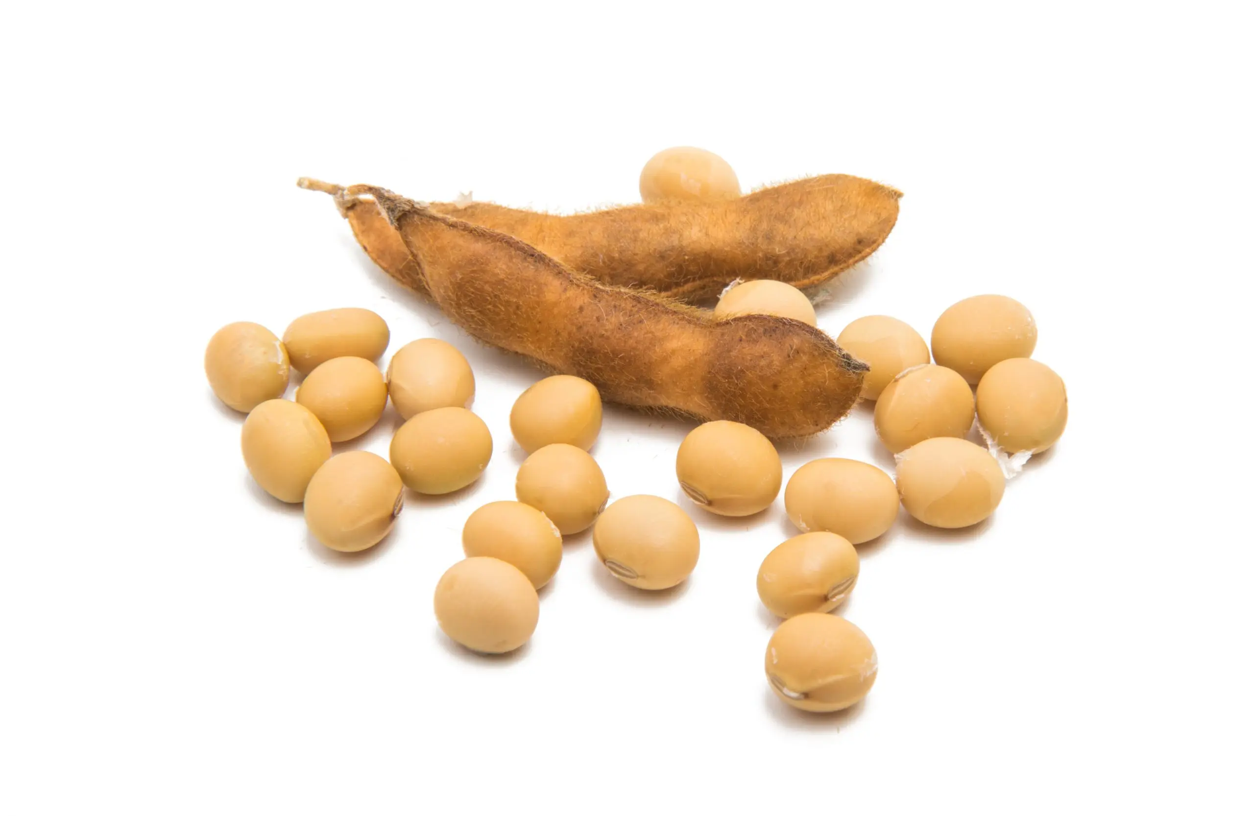 Good Quality Soya Bean / Soybeans Seeds Soy Bulk Customized Package Organic Dried High Protein