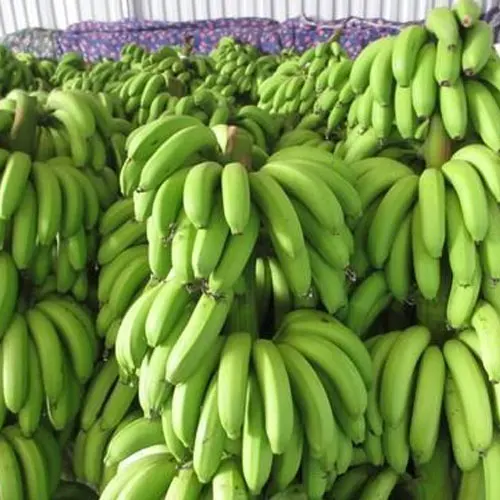 100% Natural Fresh Cavendish Bananas Whole Shape Fresh Quality Assured Bulk Packaged and IQF Frozen by Supplier
