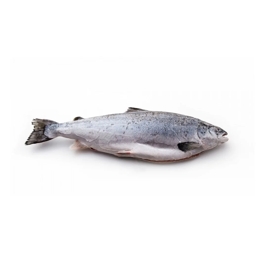 European Premium Quality Atlantic Salmon Low Price Bulk Quantity for Exports-Fresh/Frozen Fillet and Whole Fish Dried Style