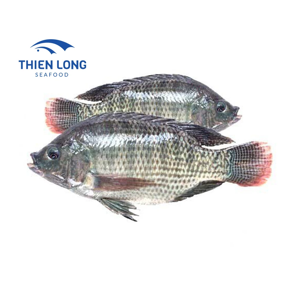 Wholesale frozen seafood Fast shipping with low price Frozen tilapia