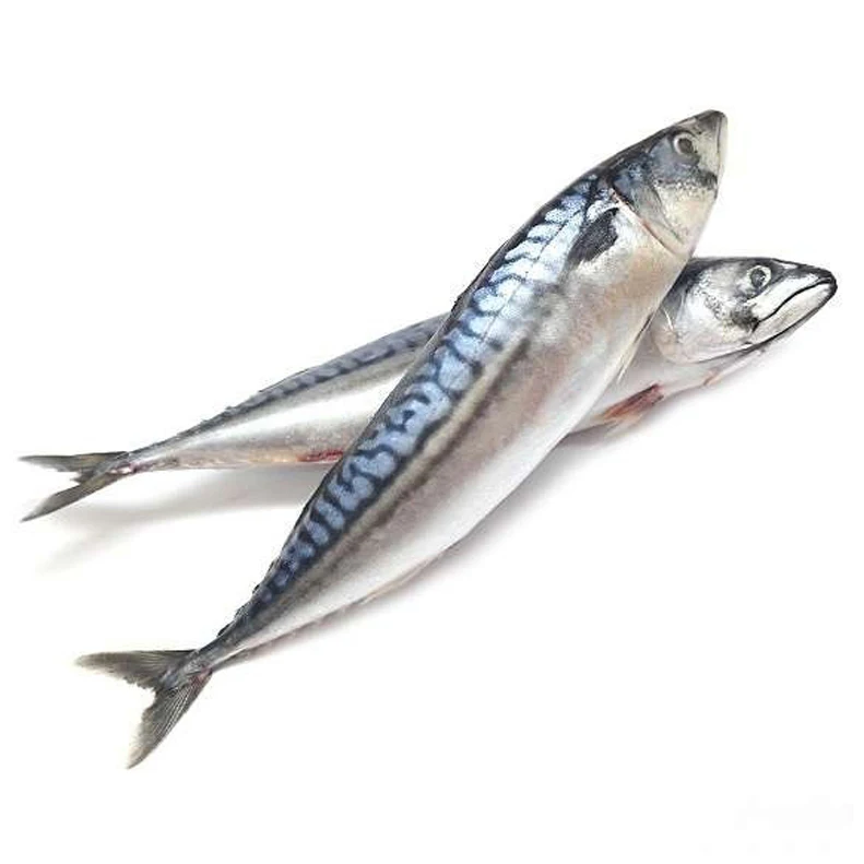Organic Pacific Horse Mackerel Fish Frozen Mackerel with Body Water Preservation Bulk Packaging