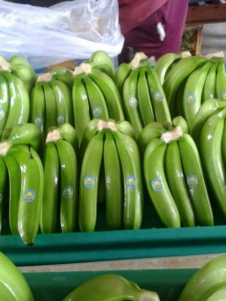 Tropical Banana Fresh cavendish Banana Natural Fruits Fresh Fruit ORIGIN VIETNAM Cavendish Banana