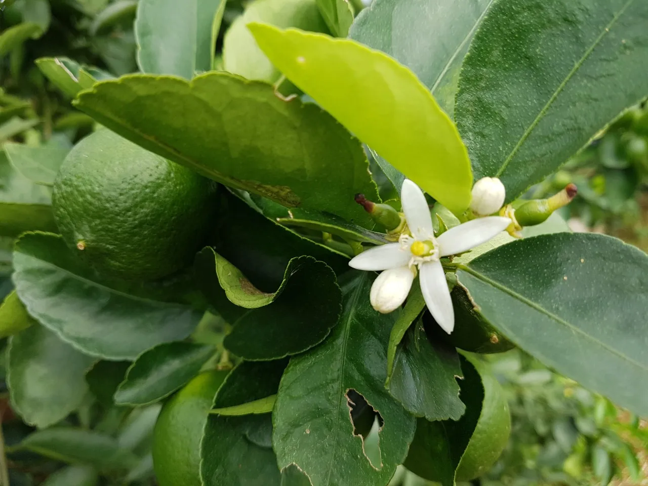 Natural Fresh Lime Without Seeds High Quality Natural Fresh Lime Without Seeds/ Green Lime Seedless From Vietnam