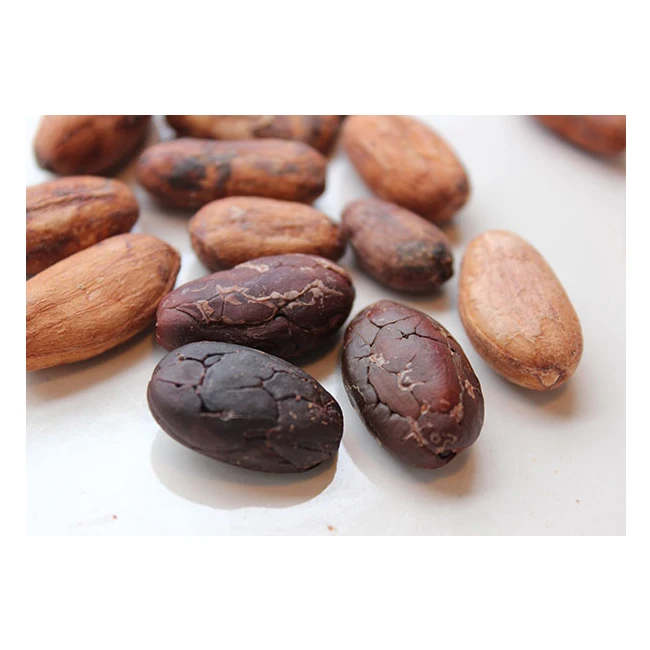 cocoa beans 4.jpg