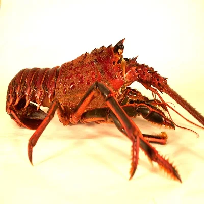 LOBSTER15.jpg