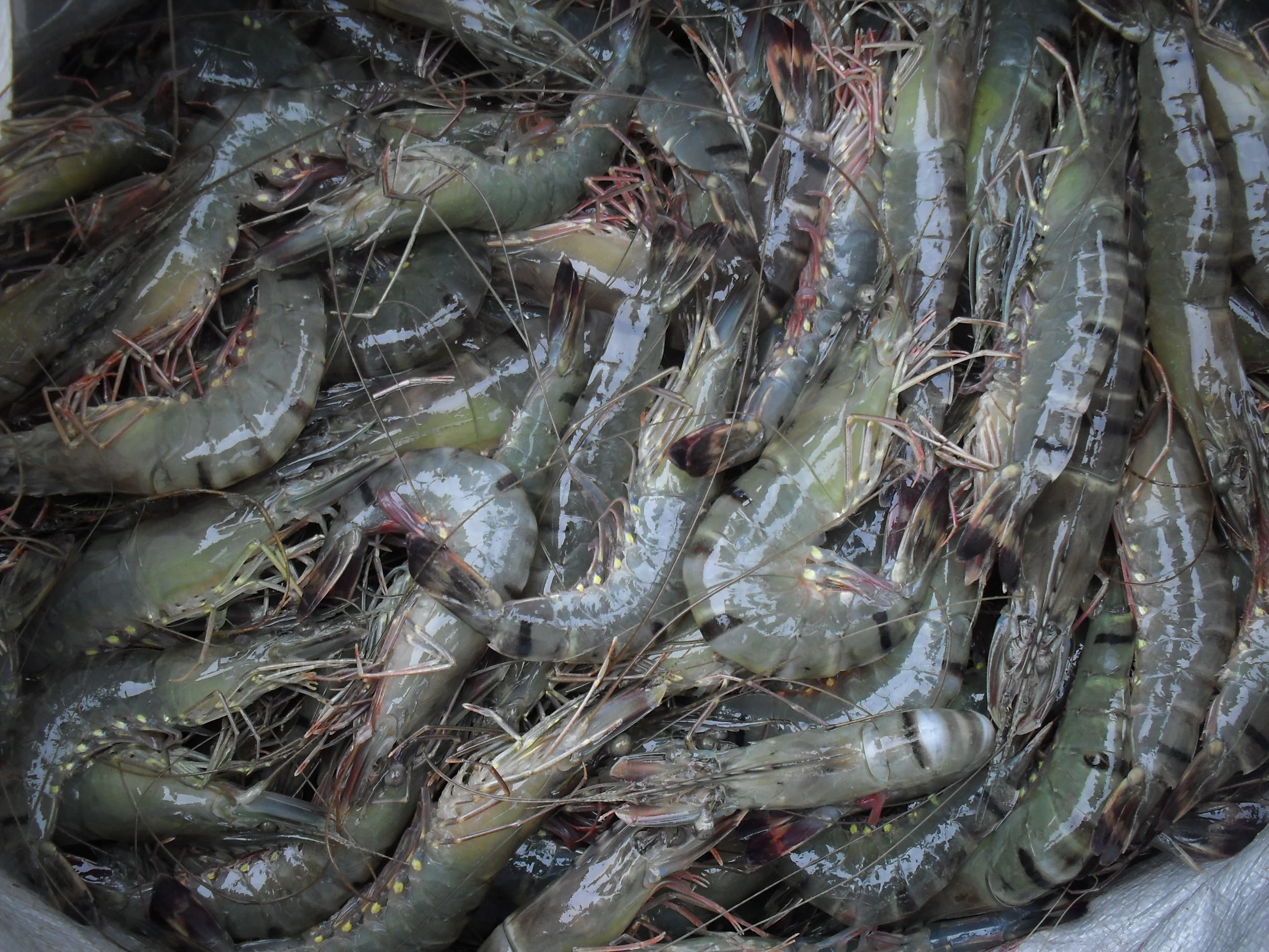 High Quality Tiger Prawns Jumbo Prawns Black Tiger Prawn OEM