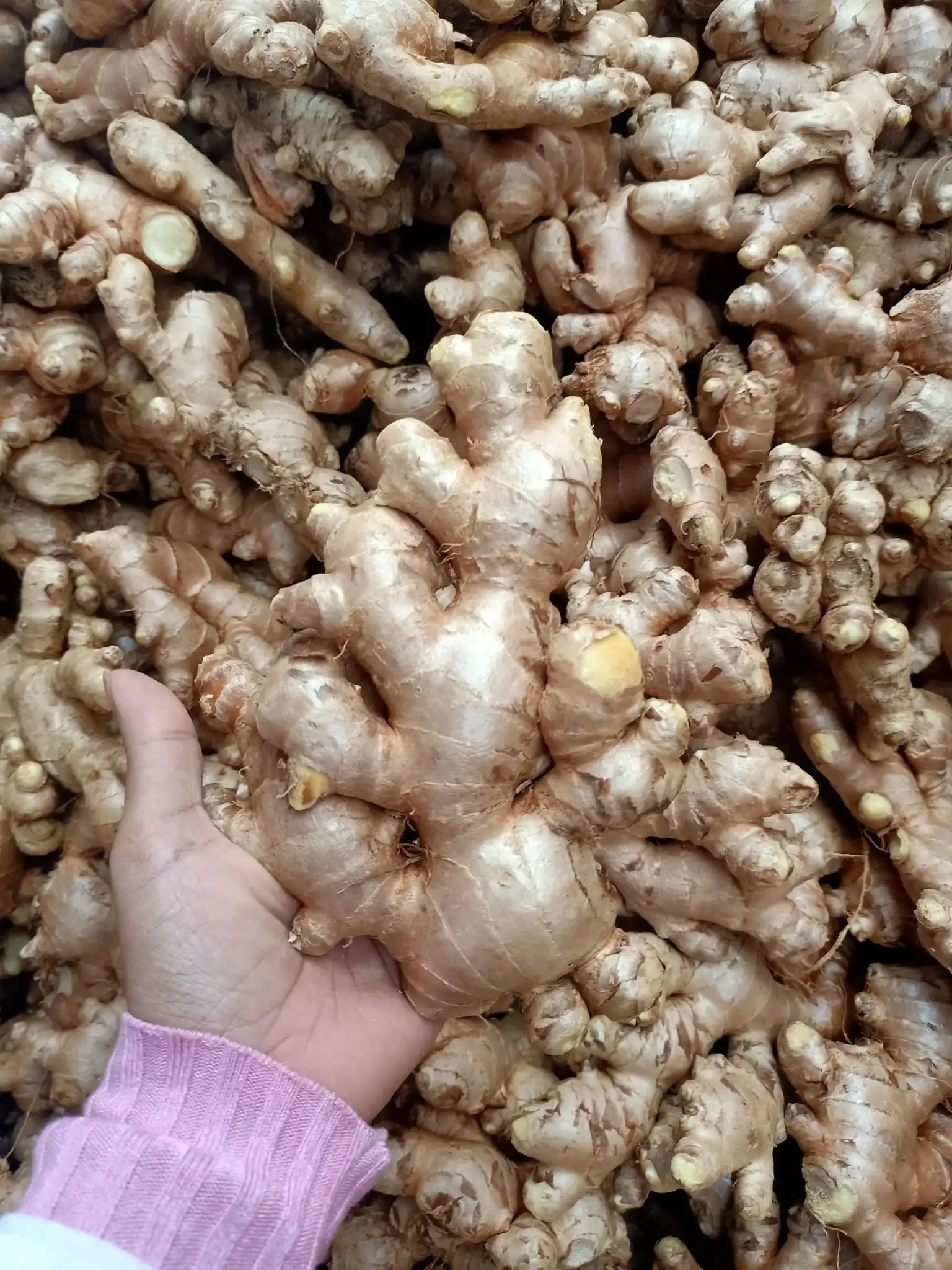 Vietnam FRESH GINGER suppliers and manufacturers Air Dried Ginger 0084971886886