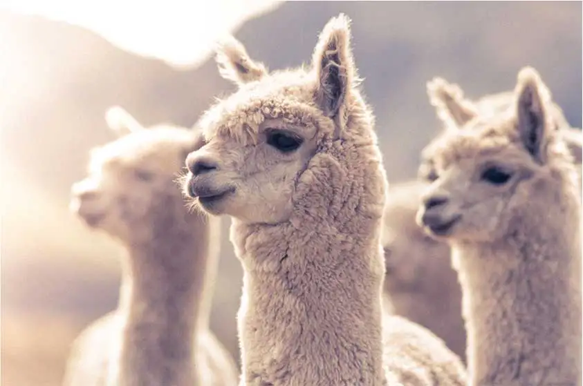 Best quality Alpaca wool from Peru Top Supplier