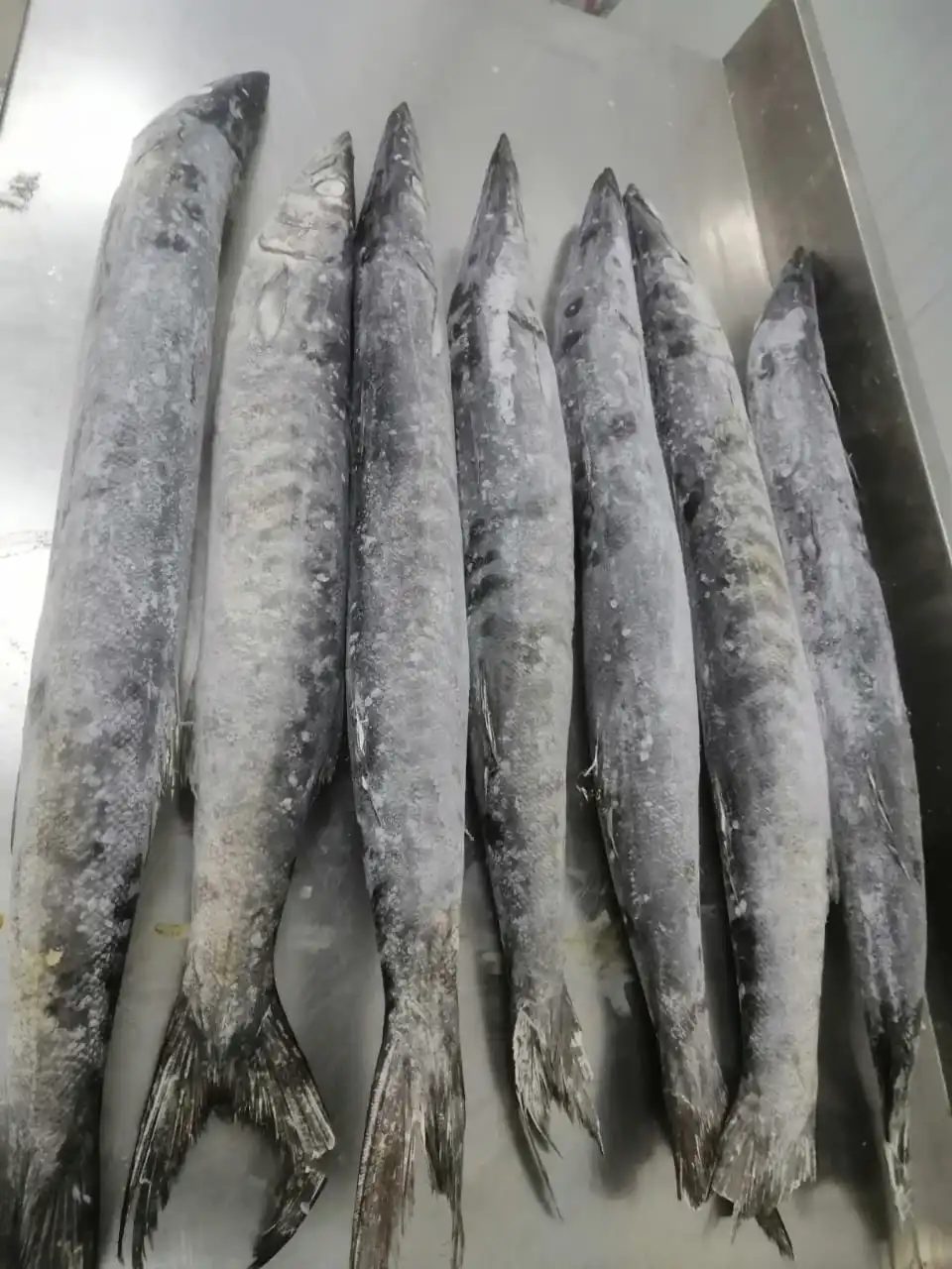 BARRACUDA WHOLE ROUND GOOD QUALITY OMAN ORIGIN