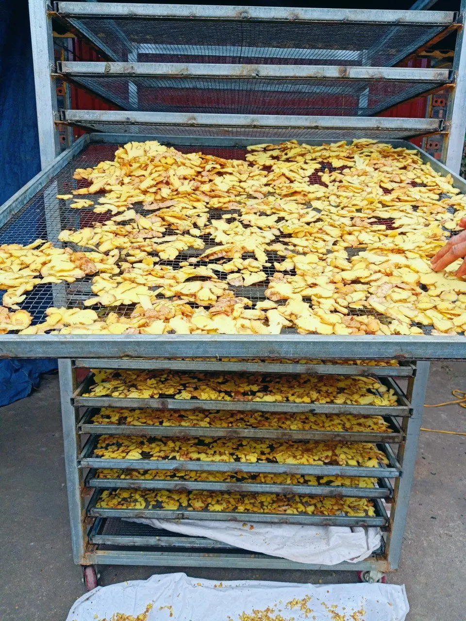 Wholesale top healthy natural dried flax ginger 100% pure natural production at factory Van An Vietnam