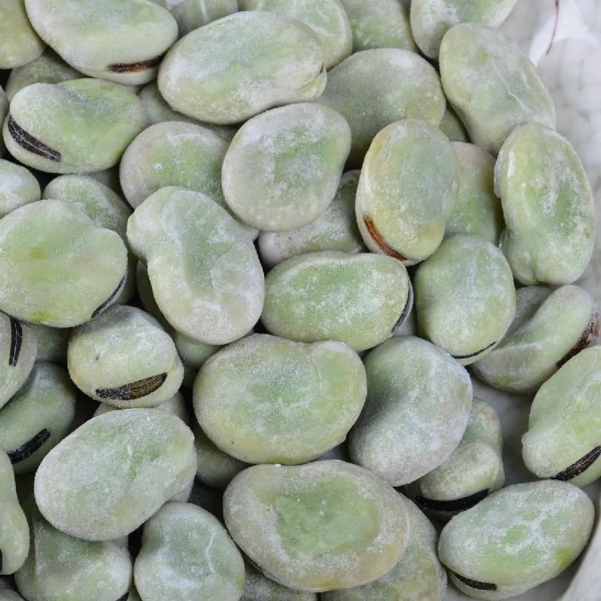 Fresh frozen organic broad beans at low wholesale price