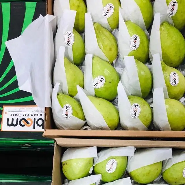 guava for sell from egypt to your doorstep
