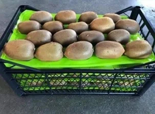 Fresh Fruit Kiwi 60gr at viols and Plastic carton boxes Turkish Original Kiwi wholesale fresh fruits