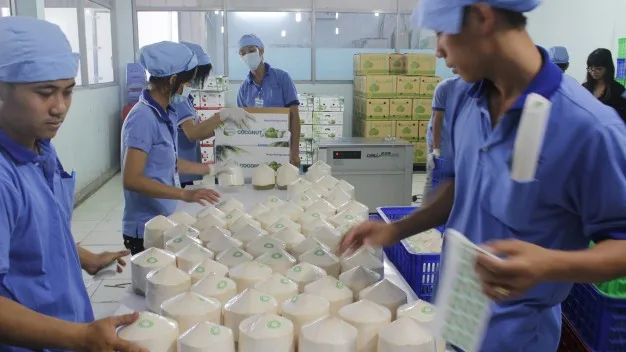 Renium Quality Volume 250 to 300 ml Per piece Rich in protein Fresh Young Coconut With Diamond shape or polish shape coconut bow