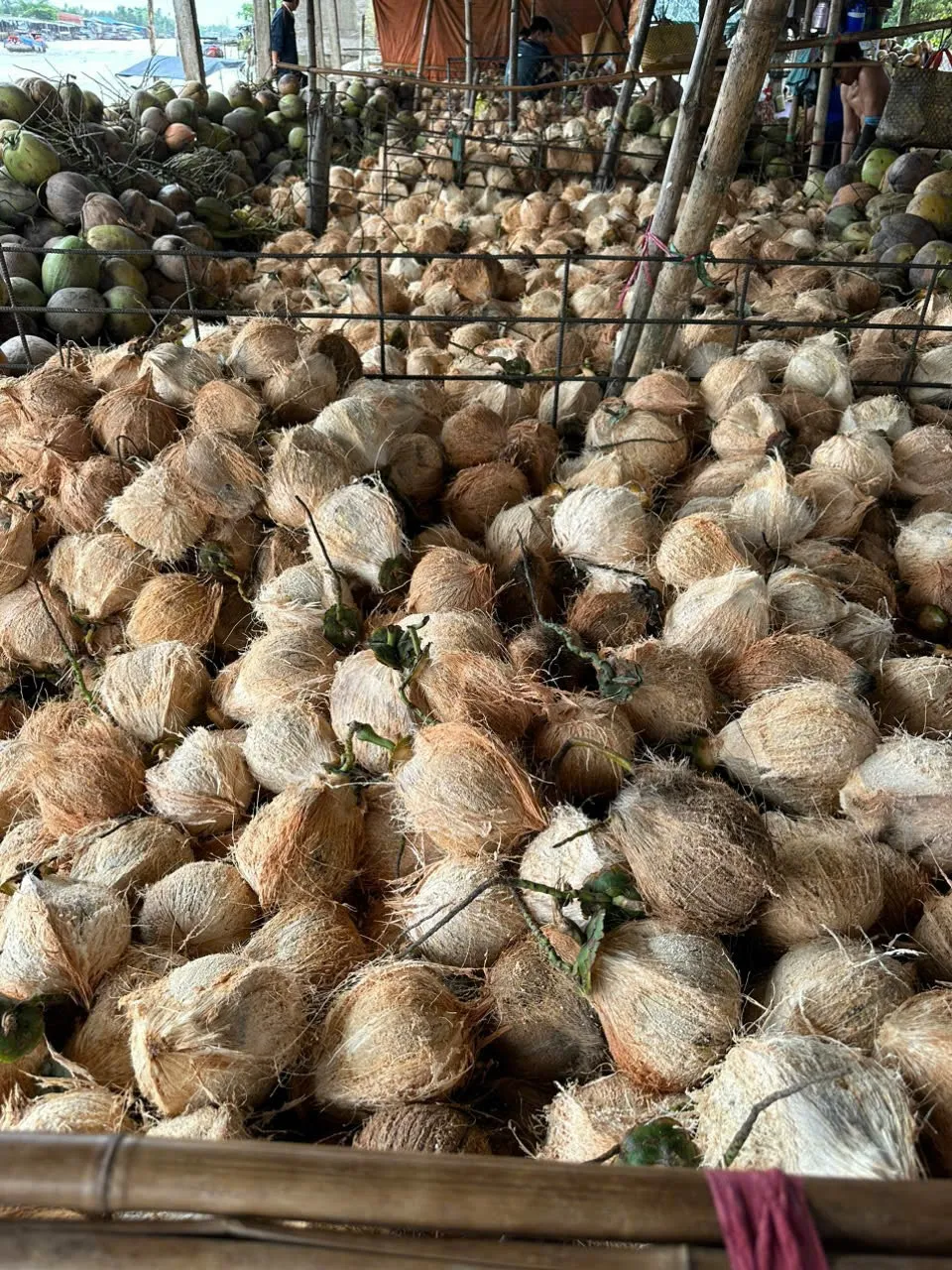 MATURED COCONUT/ SEMI HUSKED COCONUT/ HUSKED COCONUT from Vietnam supplier Reasonable Price - Good quality 2024/ DC