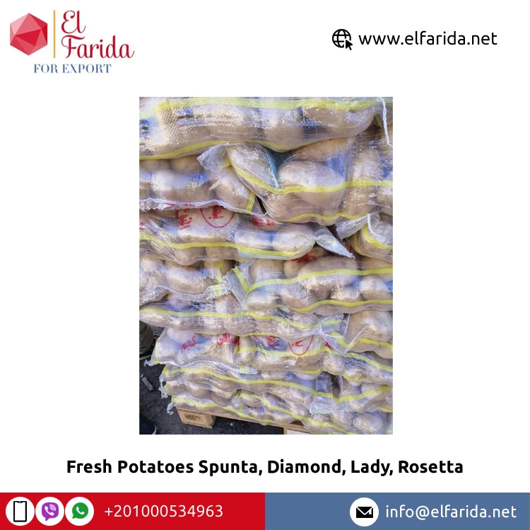 100% натуральный продукт свежие овощи Египетский свежий картофель Spunta Diamond Lady Rosetta по конкурентоспособной цене