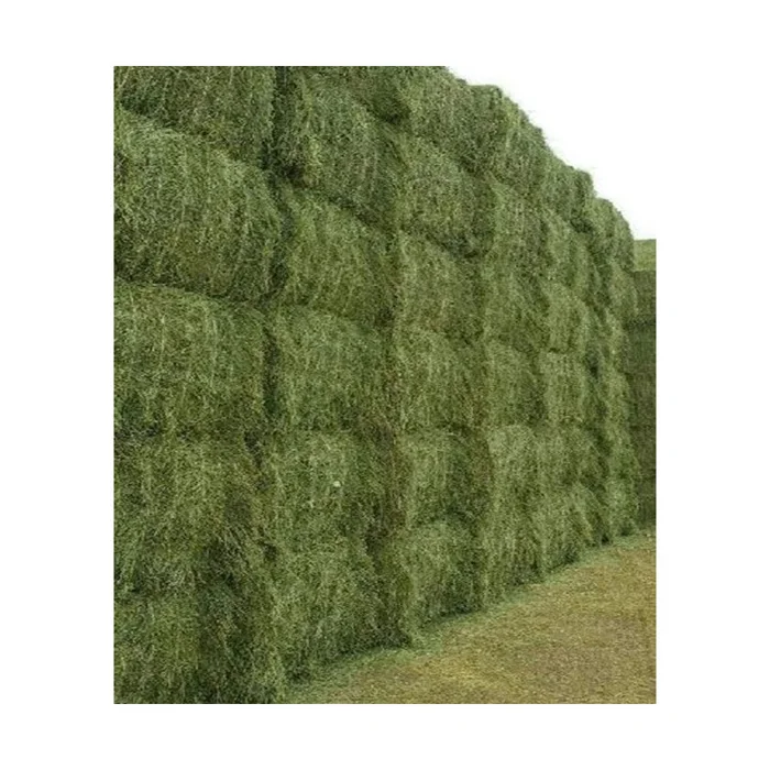 Top Quality Alfafa Hay for Animal Feeding Stuff Alfalfa / Alfalfa Hay