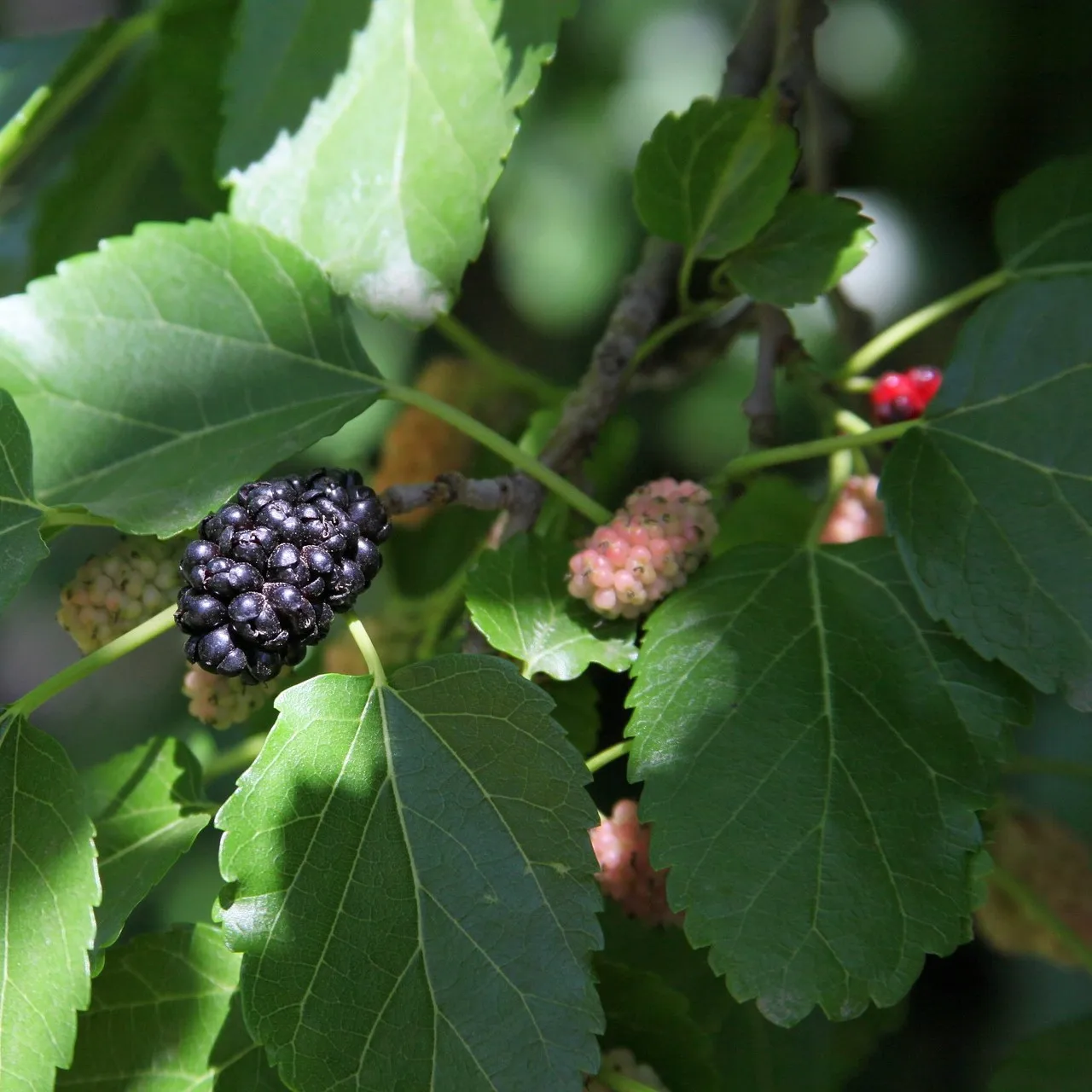Premium quality Mulberry extra Jam 160g Made in Sicily ideal for breakfast or dessert