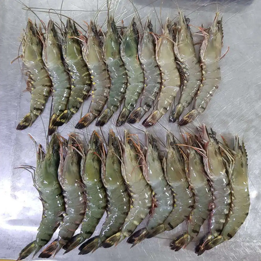High Quality Black Tiger Hoso Vannamei Shrimp Best Price