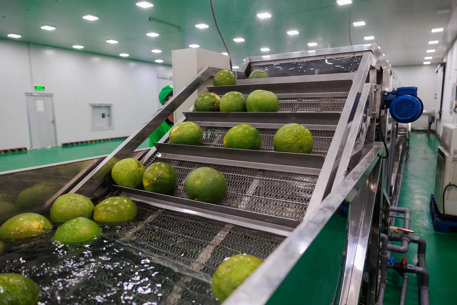 High Grade Organic Pomelo Grapefruit Natural Sweet Taste with Green Skin Fresh Citrus Fruit in Common Carton Box