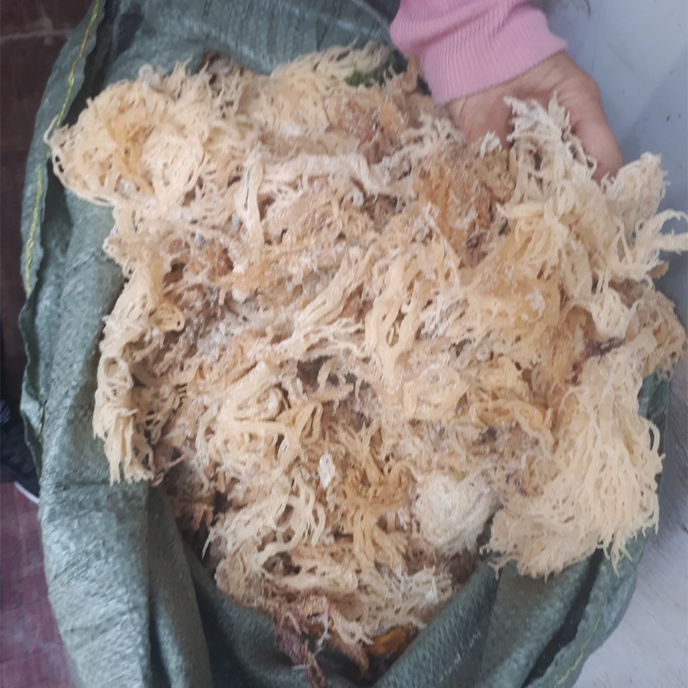 100% Oragnic Natural Gold Sea Moss/ Irish Moss / Wildcrafted Sun Dried Seamoss For Export In Bulk
