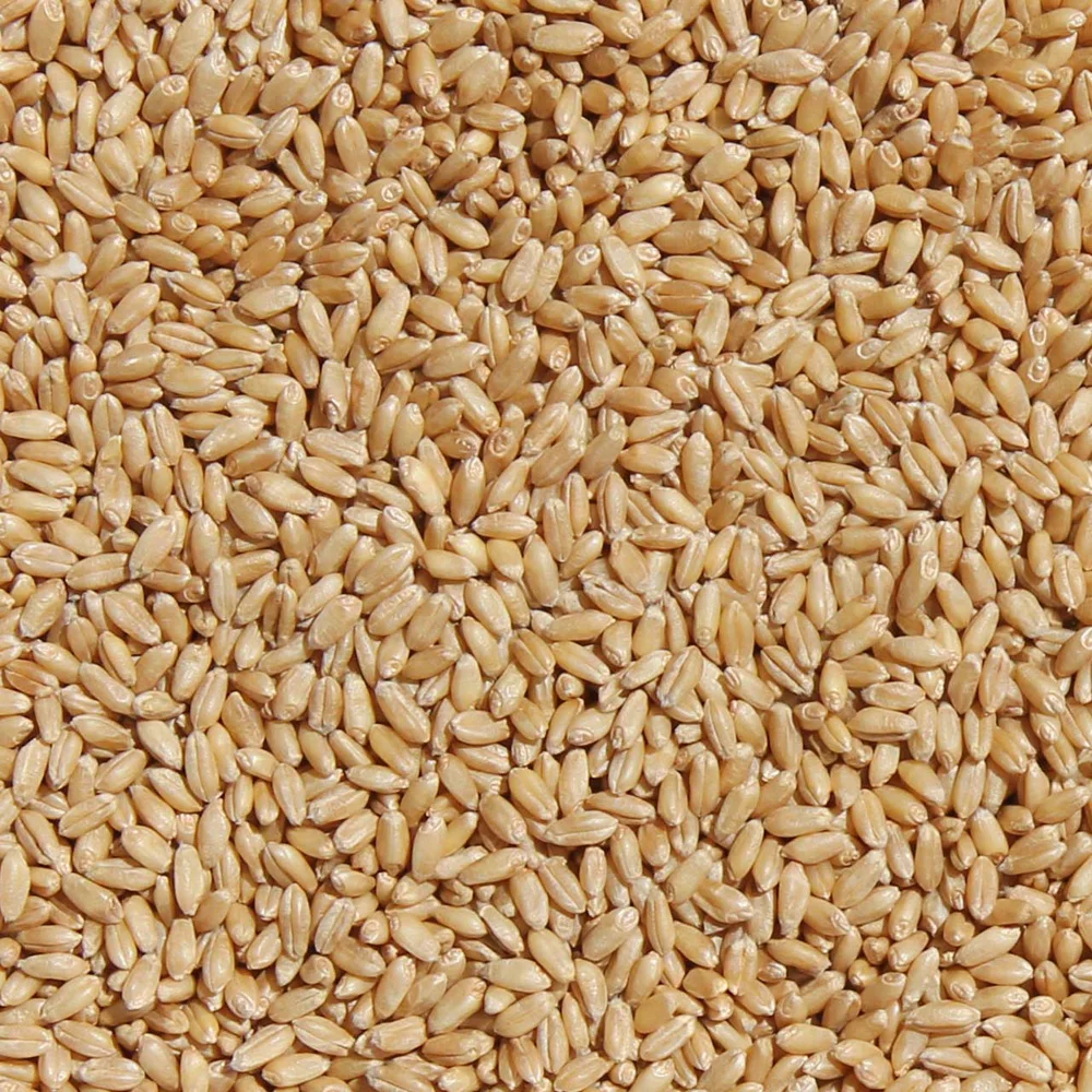 Top quality Durum Wheat grain for food industry and cooking reliable supplier beans and seeds for sale