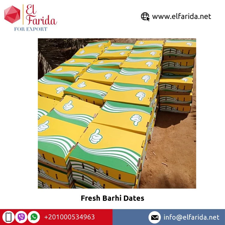 Sweet Delicious Taste Superior Quality 100% Natural Fresh Fruit Barhi Dates/ Fresh Dates Barhi from Egypt Origin Supplier