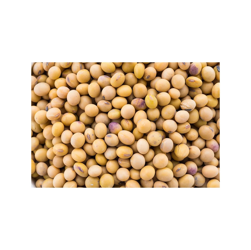 Sprouting and Food Grade Yellow Soybeans / Top Quality Dried Soya Beans Non - gmo Soybeans