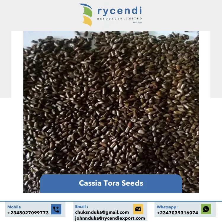 Single Spices & Herbs Product Best Quality Premium Grade Wholesale Natural Cassia Tora Seeds from Nigeria Origin Supplier