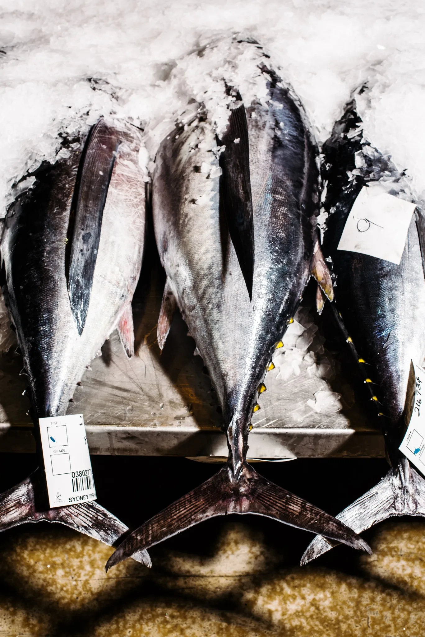 Fresh Frozen Bullet Tuna Whole Round Yellowfin Skipjack varieties Boxed Canned Dried Preserved with Oil Water Cheap Price France