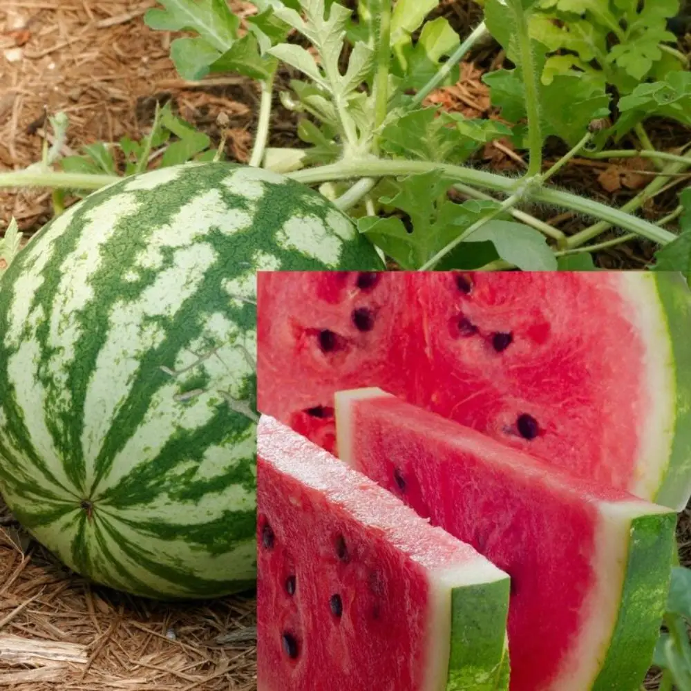 watermelon crimson sweet  OP verity in sachet packing exporting to Yemen