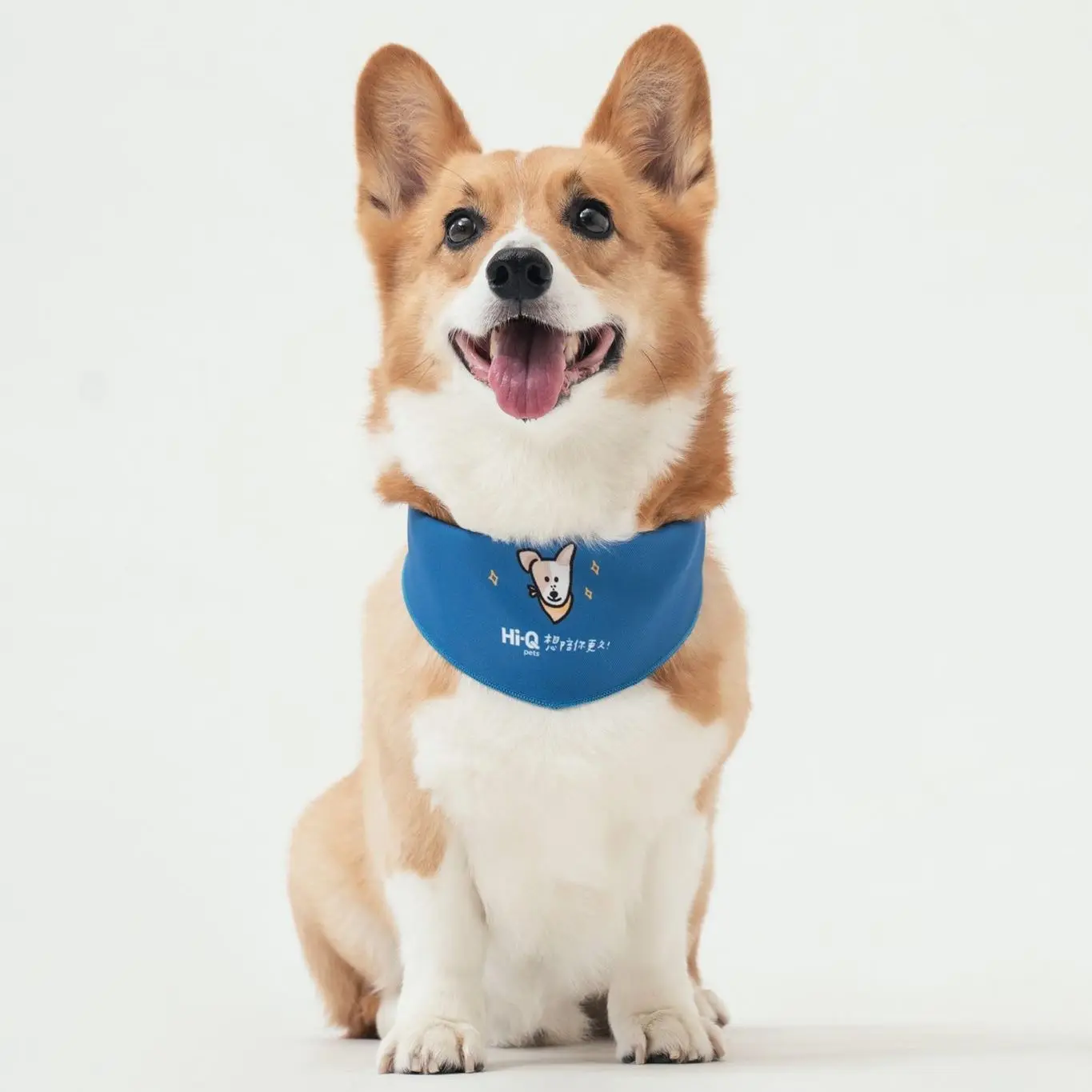 EDM sublimation printing custom printed logo pet cotton polyester pattern triangle square scarf dog bandana