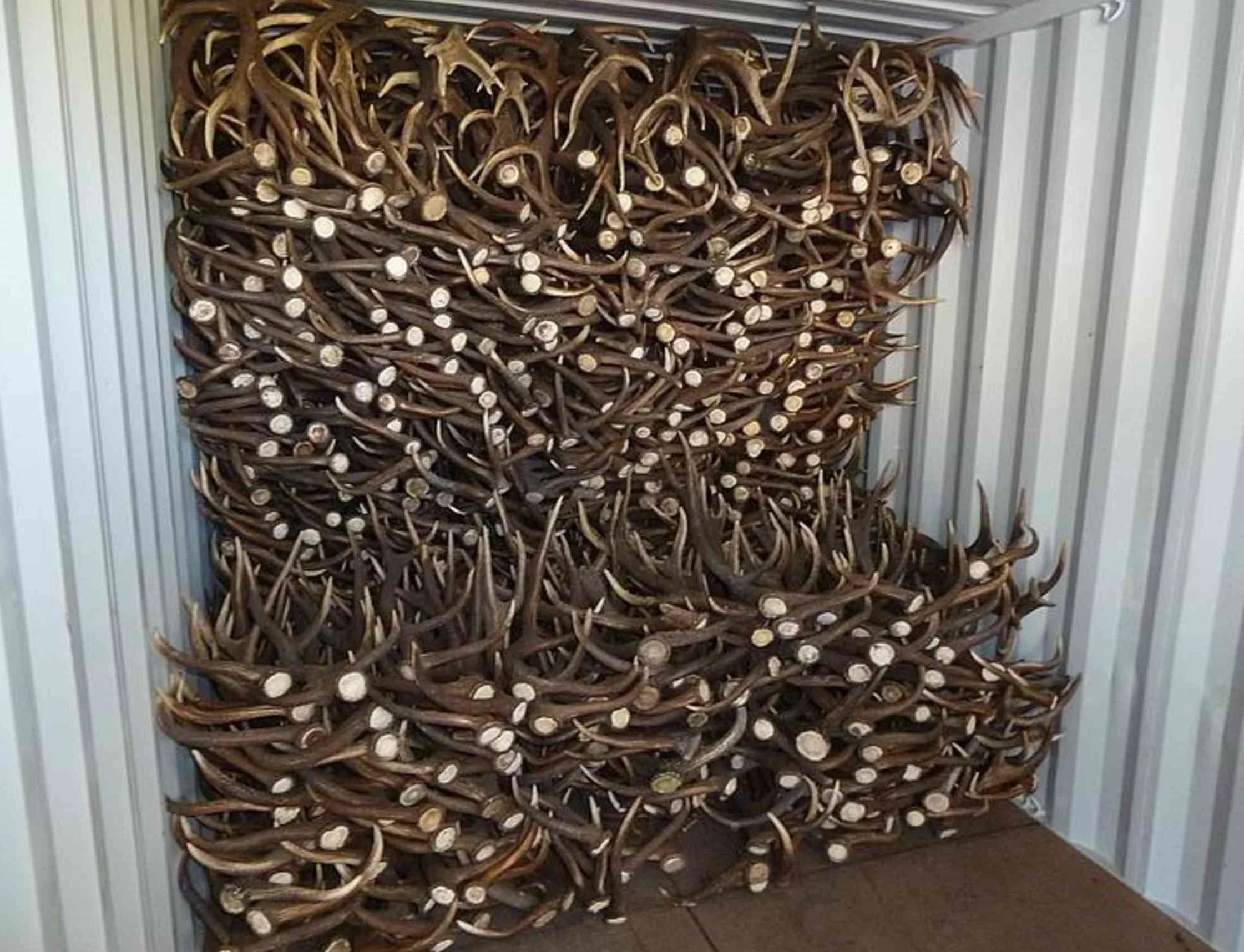 Оленьих рогов и оленя для кормления | Основные олень корма (DER-040416)