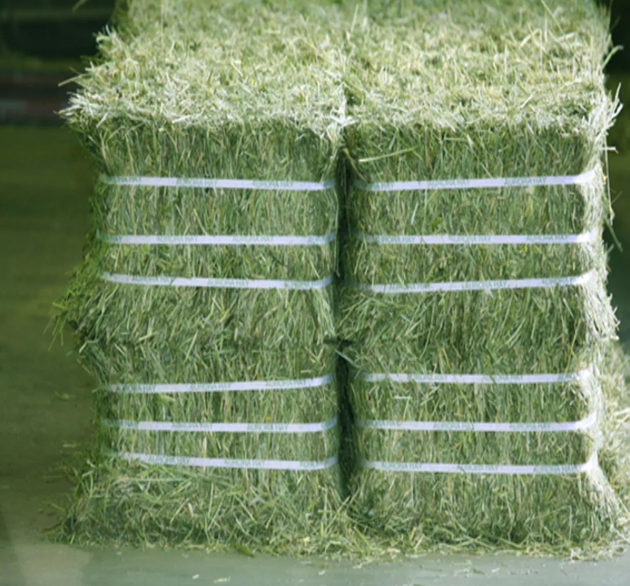 Alfalfa Hay Pellet for Animal Feed