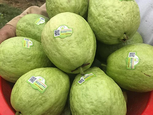 Fresh Guava Good Taste Fresh Fruit Origin Vietnam