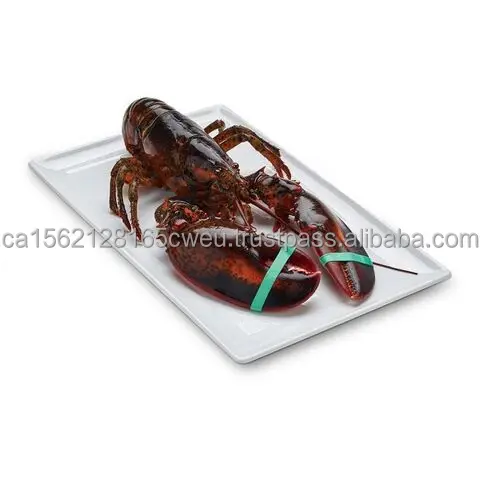 LIVE-LOBSTER (3).jpg